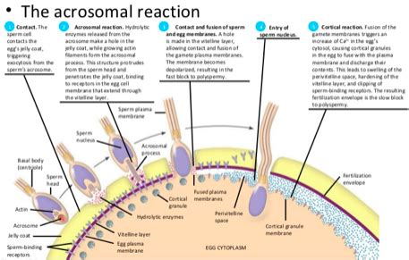 Diagram of Acrosome reaction & cortical reaction | Quizlet