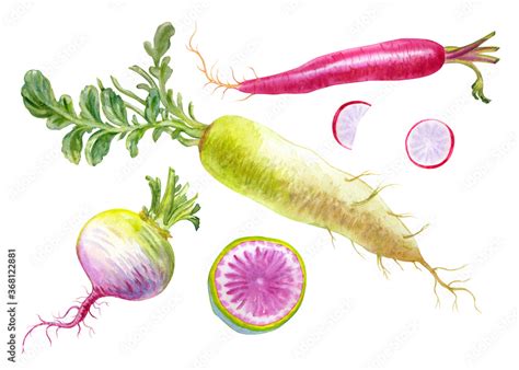 Daikon Radish Raphanus Sativus Var Longipinnatus And Red Chinese