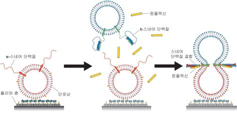 신경세포 통신 단백질 기능 규명 전자신문