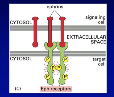 Signal Transduction Flashcards Quizlet