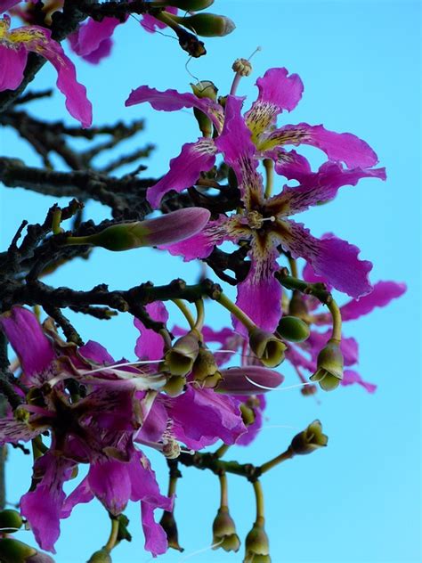 Kapok Tree Ceiba Pentandra Pochote Free Photo On Pixabay Pixabay