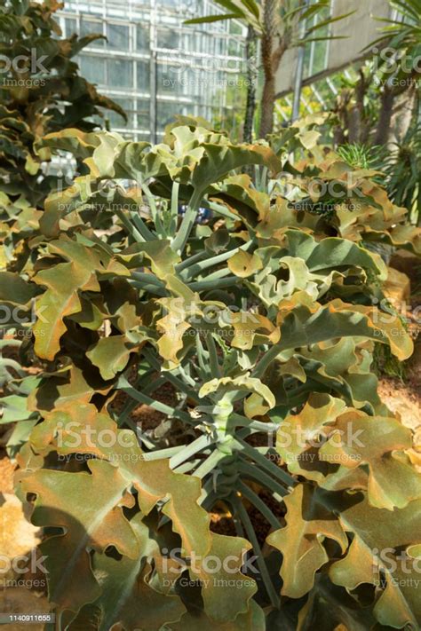 Kalanchoe Beharensis Plant In The Greenhouse Stock Photo Download