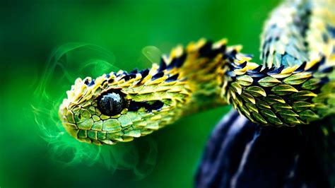 4k Snake Wallpapers Top Free 4k Snake Backgrounds Wallpaperaccess