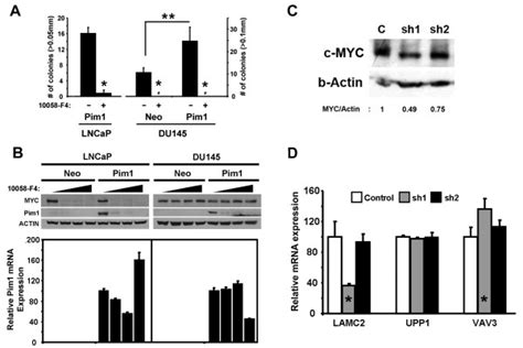 C Myc Inhibition Either By A Small Molecule Inhibitor F Or By