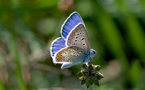 Le Parc Naturel Visiter Dans Lis Re Le Marais De Monfort Carnet