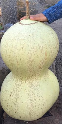 Guaje Gigante Giant Gourd Calabaza Bule Semillas Meses Sin Intereses