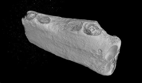 Fossils found in Lightning Ridge point to epicentre of monotremes