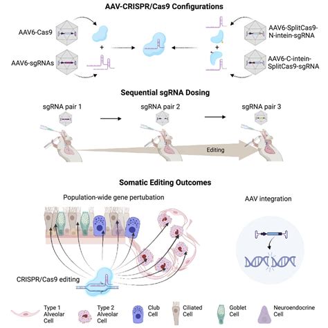 Population Wide Gene Disruption In The Murine Lung Epithelium Via AAV