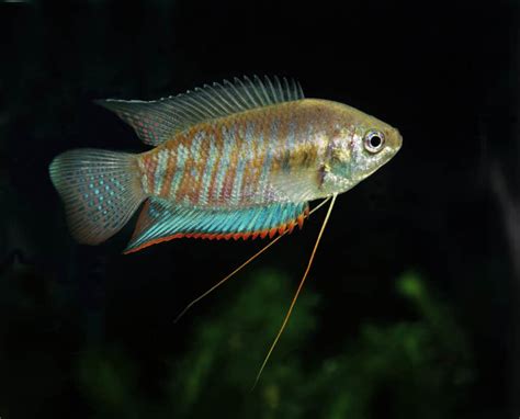 Gourami Types Different Species Of This Glorious Fish