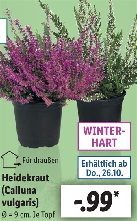 Heidekraut Calluna Vulgaris Angebot Bei Lidl