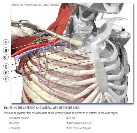 Rib Cage - North Oakland Chiropractic Clinic