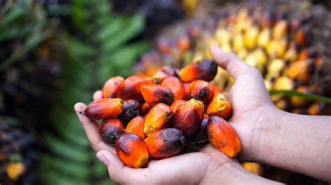 Malaysia Revolutionizes Sustainable Palm Oil Production