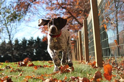 Les Meilleures Races De Chien De Chasse Botaneo