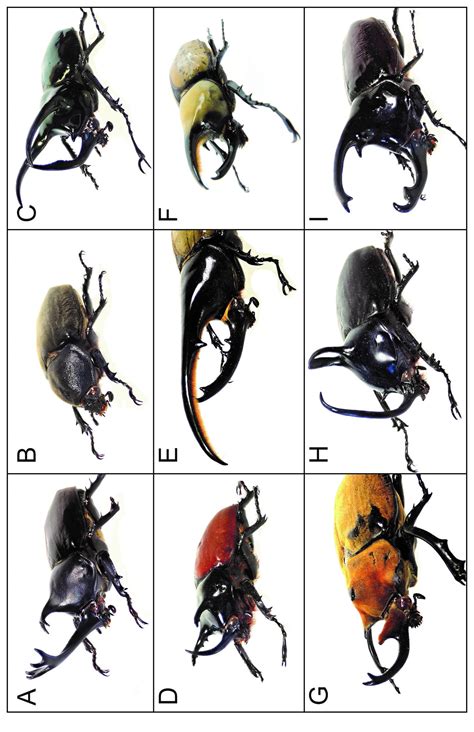 Rhino Beetle Life Cycle