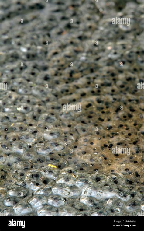 Common Frog Frogspawn Rana Temporaria In Pond Stock Photo Alamy