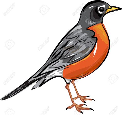 american robin clipart 20 free Cliparts | Download images on Clipground 2024