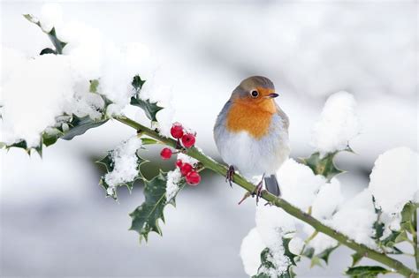 The Perfect T For The Robin Everyones Favourite Christmas Bird