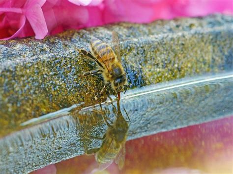 Honey Bee Bath – How To Make A Bee Bath For Gardens