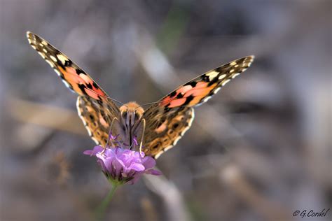 Vanessai Cardui Belle Dame Guillaume Cordel Flickr