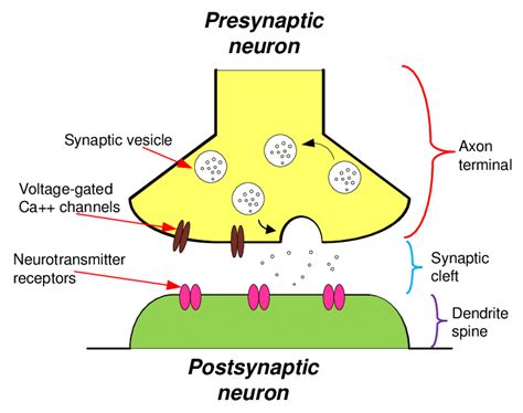 Labeled Diagram Of A Synapse