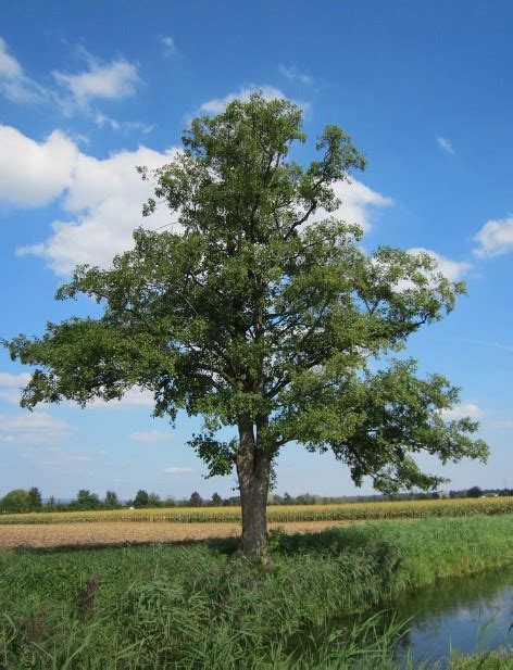 ALDERS, Alnus species