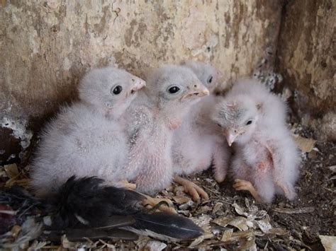 Ageing American Kestrel Chicks By Anna Fasoli Nemesis Bird