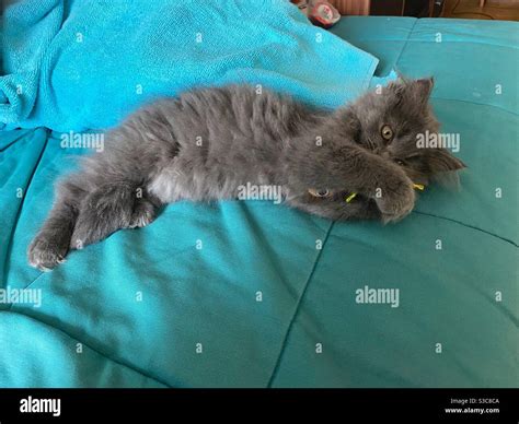 Persian Cat Toy Hi Res Stock Photography And Images Alamy