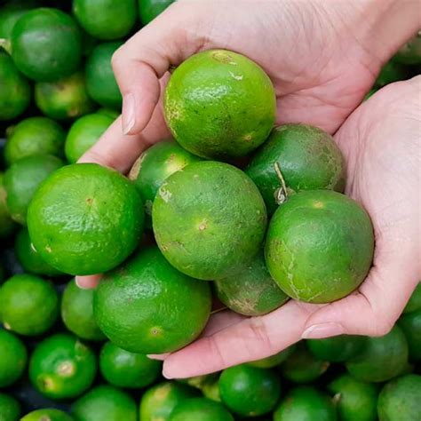 Producción de limón en México seguirá escaso Citricos