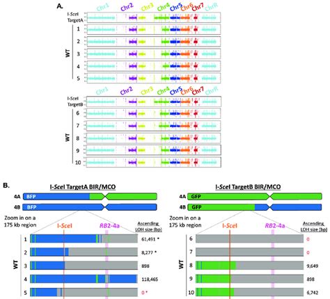 Analysis Of The Dna Dsb Site In Cells Having Undergone Bir Mco In Wild