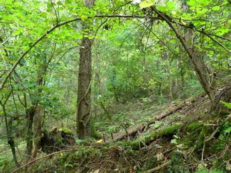 Woodland For Sale Glan Teifi Wood Near Abercych In Pembrokeshire