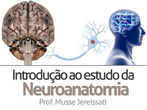 Pdf Introdu O Ao Estudo Da Neuroanatomia Musse