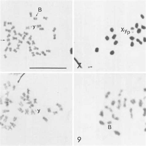 Mitotic And Meiotic Chromosomes Of G Linrola F And G