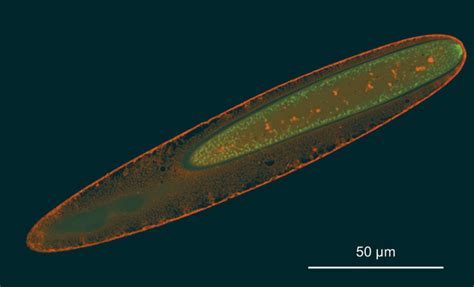 Researchers Sequence Genome of Giant Symbiotic Bacterium | Sci.News