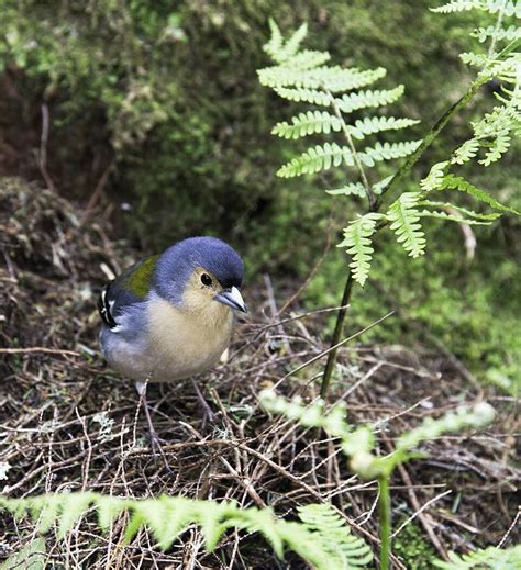 Fondos de Imagen De Madeira Fotos y Imágenes De Descarga Gratis Pngtree