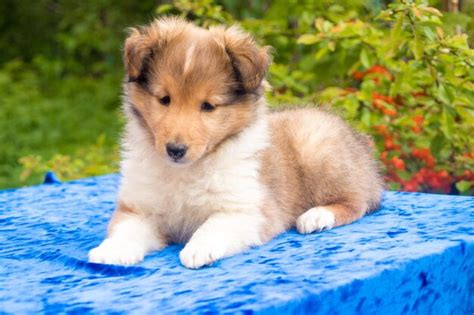 Lindo Cachorro De Perro Pastor Shetland Rojo Foto Premium