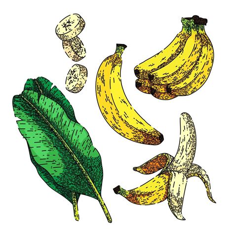 banana fruit set sketch hand drawn vector 17436689 Vector Art at Vecteezy