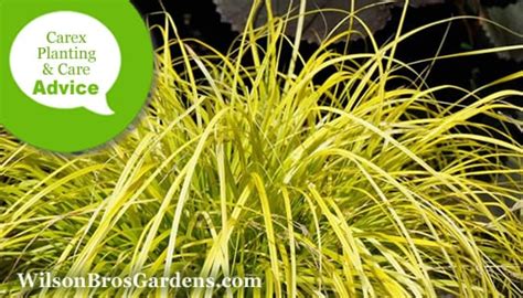plant grow care  carex sedge plants   ground