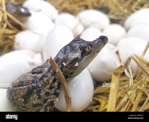 Baby Crocodiles Hatch From Eggs Stock Photo Alamy