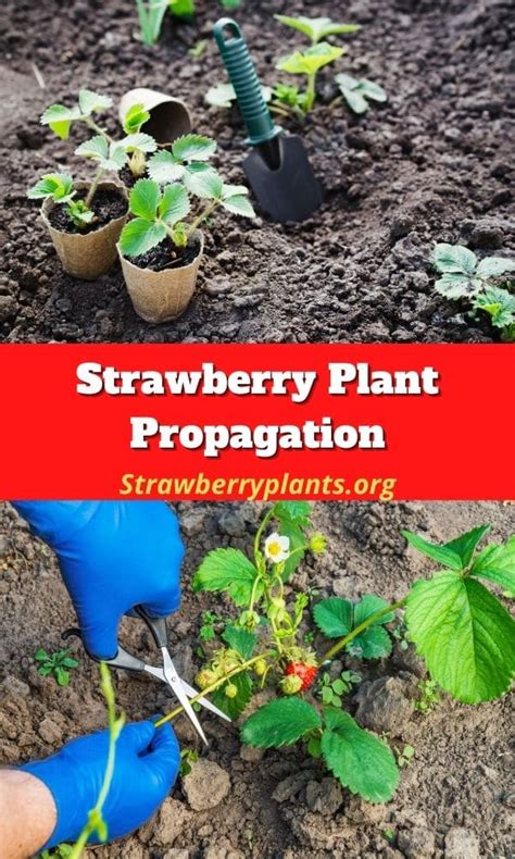 Strawberry Plant Propagation: The Definitive Guide (Updated 2022)