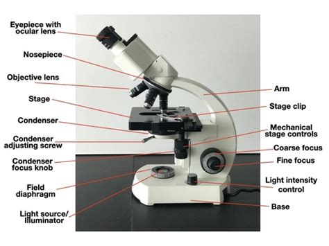 Exercise Microscopy Part I Exercise Part Flashcards Quizlet