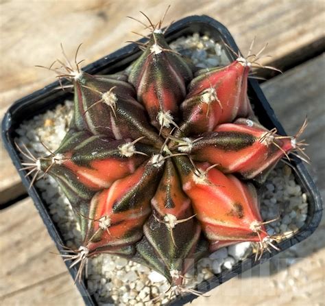 Shpr Gymnocalycium Mihanovichii F Variegata