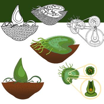 Moss And Fern Life Cycle Clipart Non Vascular Flowerless Seedless Plants