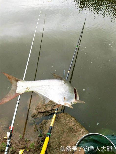 春季野釣，魚餌配得再好也不如釣點找得好！分享5個魚多的釣點！ 每日頭條