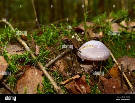 Inedible Mushroom In The Forest Toadstool Poisonous And Fly Agaric