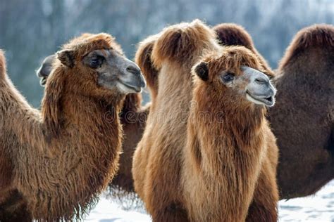 Bactrian Camels Walks In The Snow Stock Image Image Of Climate