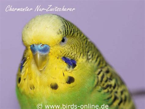 Sprachbegabung Der Wellensittiche Birds Online