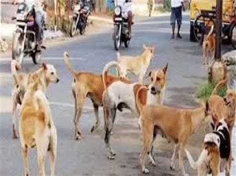 The Number Of Stray Dogs Has Increased आवारा कुत्तों की संख्या बढ़ी