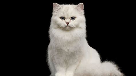 200+ Names For White Cats With Blue Eyes: Awesome Ideas!