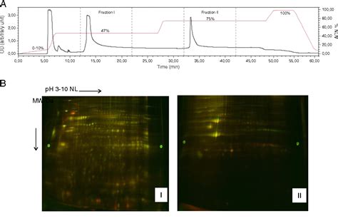 Figure 1 From Comparative 2d Dige Proteomic Analysis Of Ovarian Carcinoma Cells Toward A