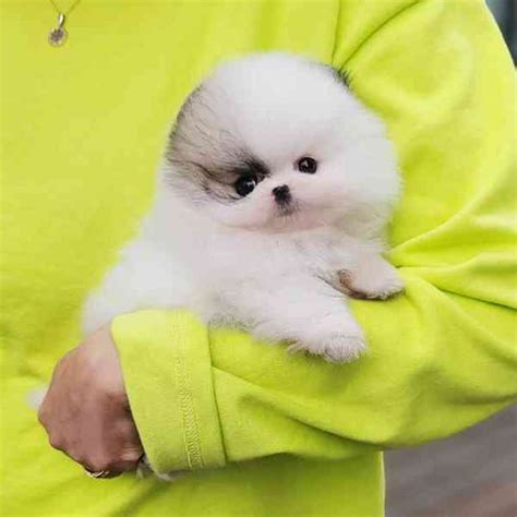 Picov Pomeranian T Tka Iii Bazar Hyperinzerce Cz